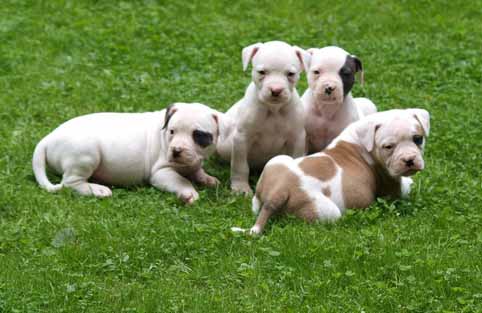American bulldog pup